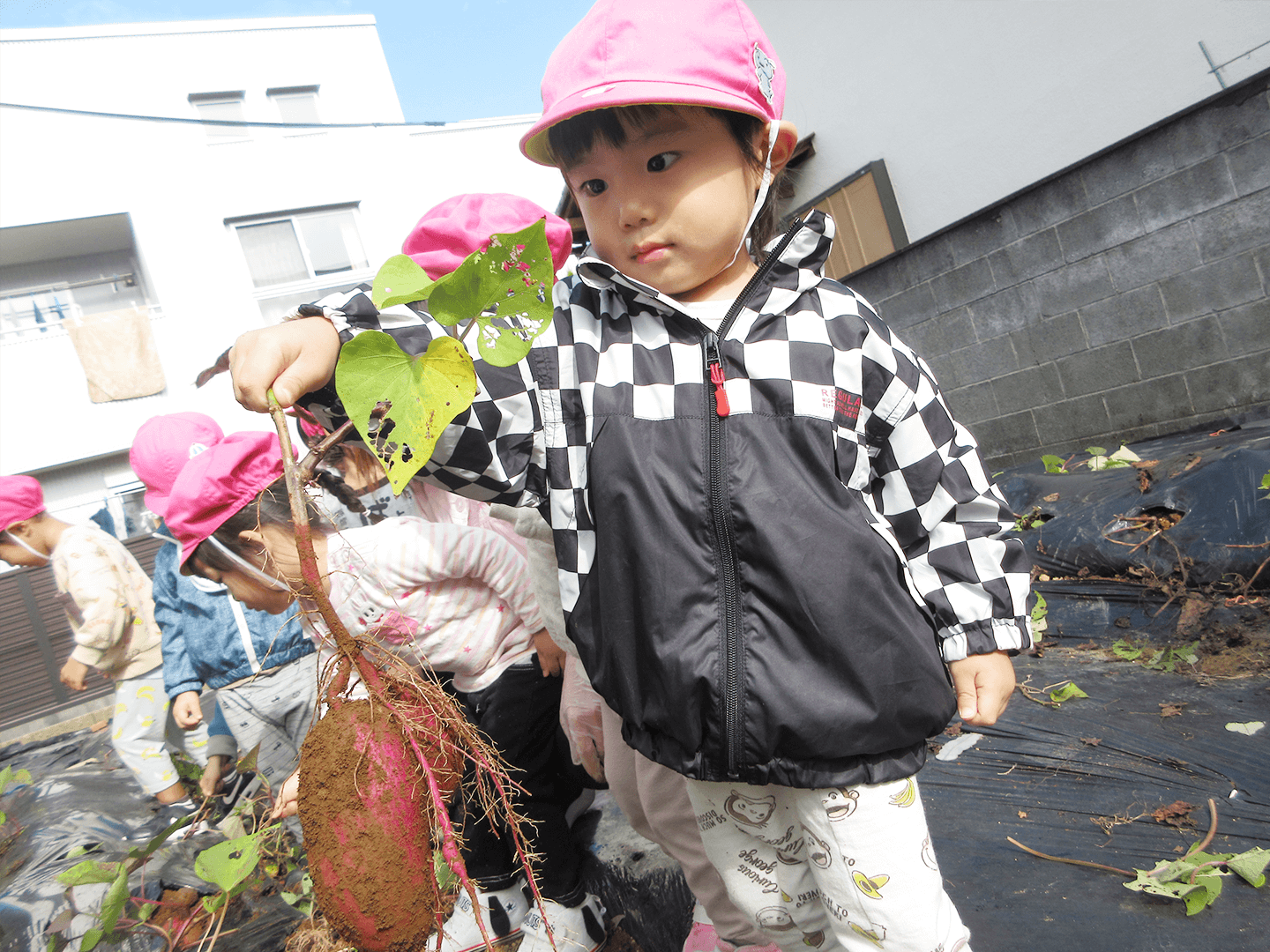 さつまいもの収穫