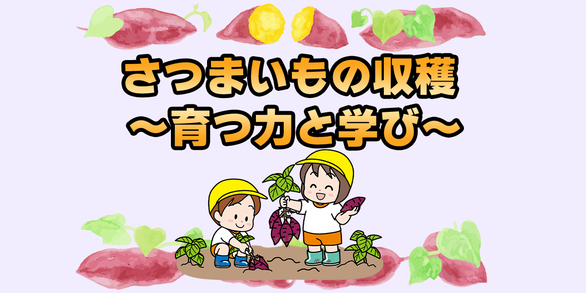 さつまいも収穫